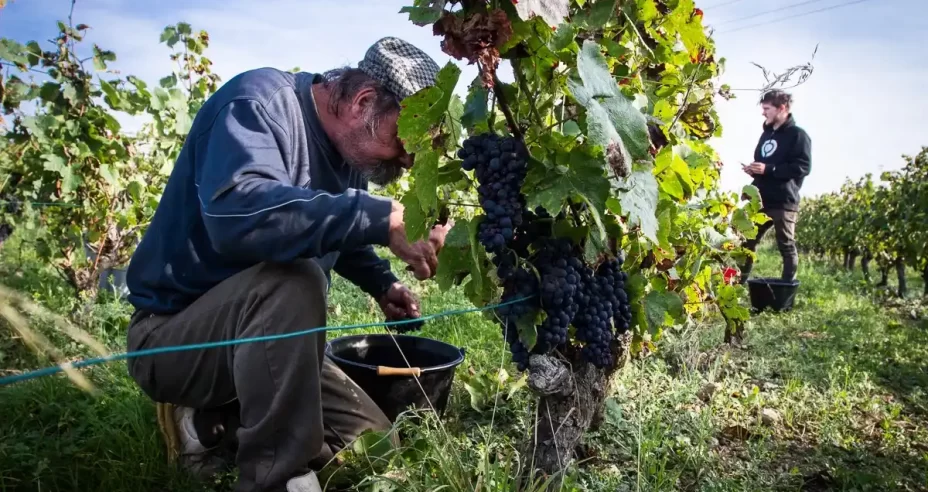 Vins nature de Loire